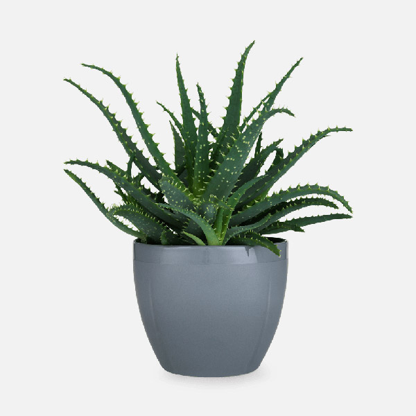 گیاه مار